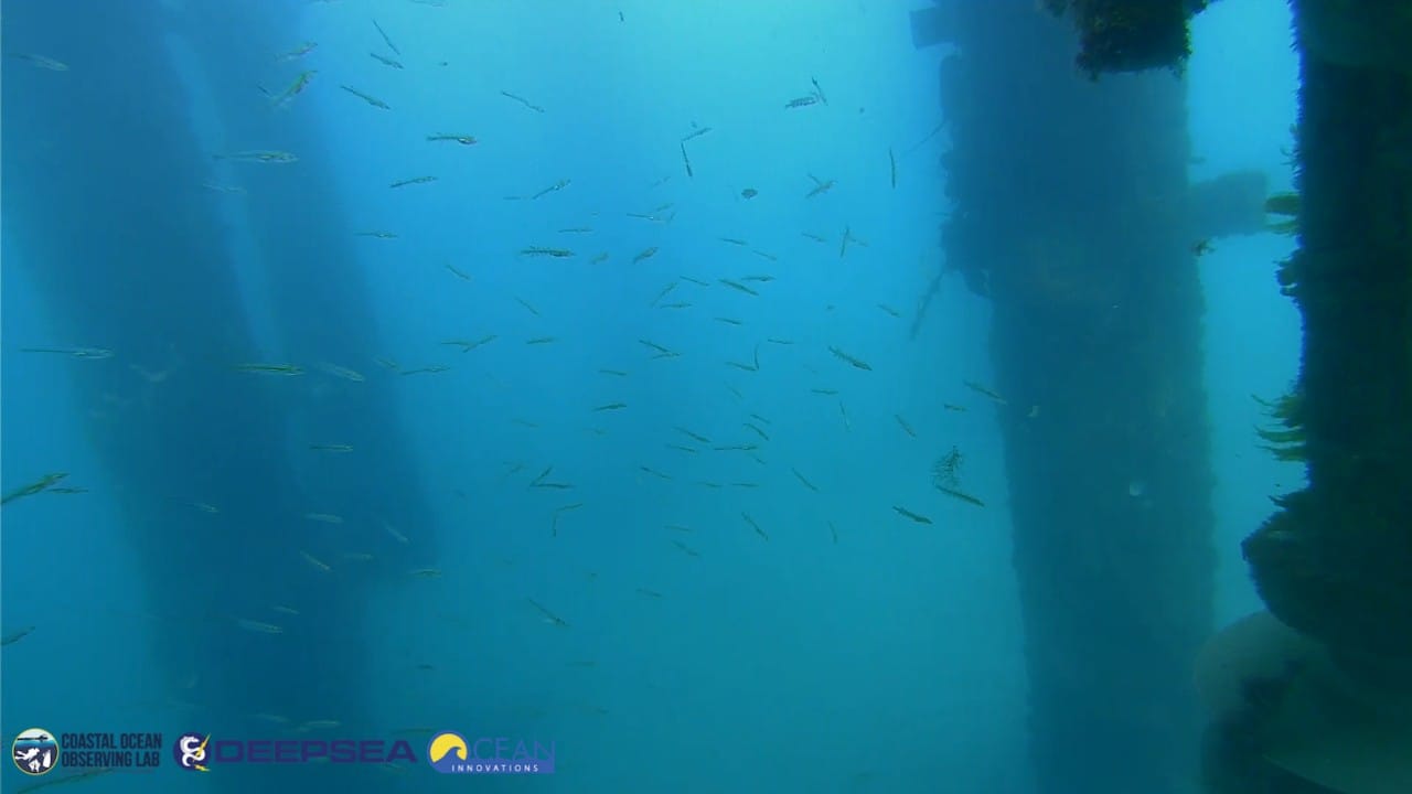 Expected Scripps Pier underwater visibility reference